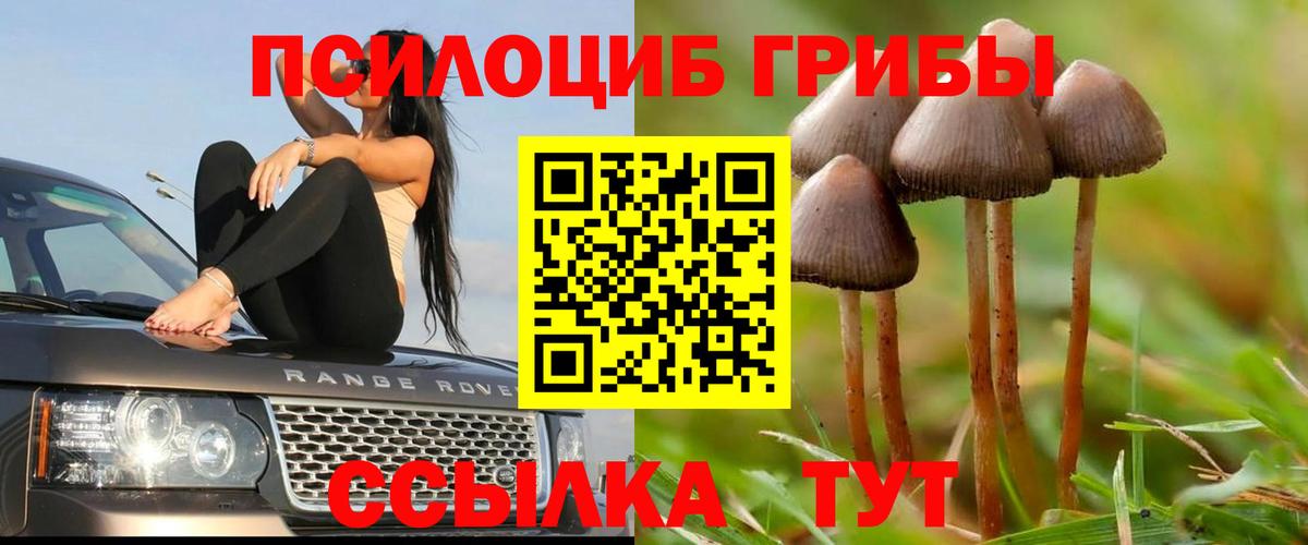 Галлюциногенные грибы Psilocybine cubensis Балашов